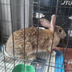 Rabbit for sale