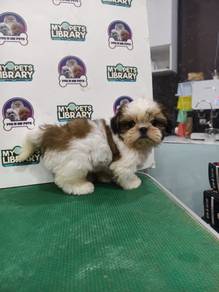 Tiny Shihtzu 29042026