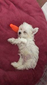 J5818 Bundle-of-joy Maltese white fluffy puppy Dog
