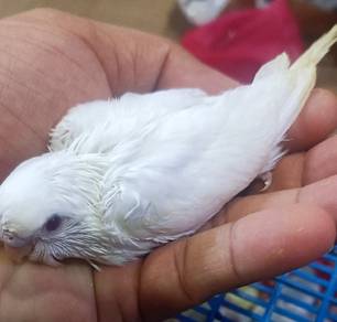 burung baji albino anak suap