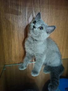 anak kucing umur 3bulan female