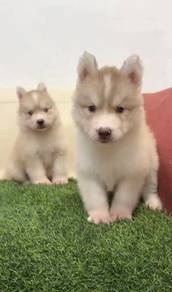 Husky wooly female and male blue eyes puppies