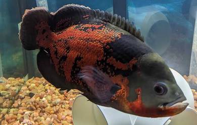Oscar Fish 11/12 inch