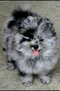GQQQ-50077 Tiny Pomeranian Dapple Merle haired