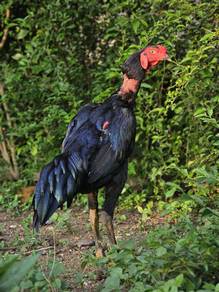 Ayam ganoi ori ( pondan)