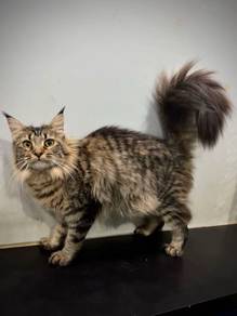 Mainecoon