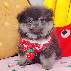 Pomeranian