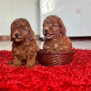 Cavapoo1