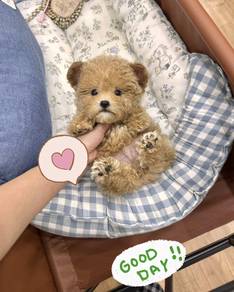 MINI POODLE PUPPIES S174🌻 Tiny Toy - Tea Cup Male