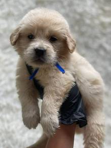 Golden puppies10
