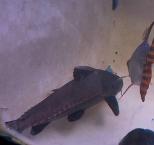 Niger Catfish
