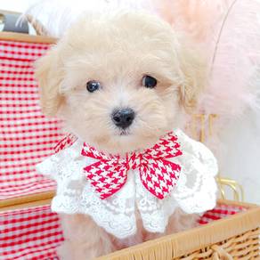 Poodle