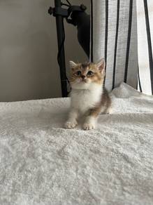 British Shorthair Kitten