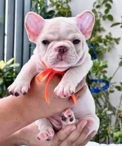 FRENCH BULLDOG PUPPIES 🌻S163 Charming Girl