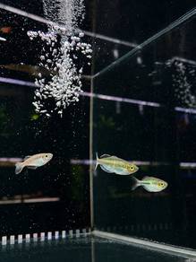 Neon Dwarf Rainbow / Rainbow Preacox