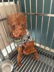 Toy poodle Male free adoption 2 years old