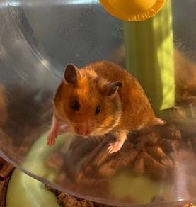 Hamster Big Bone Untuk Dijual !!
