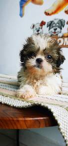 Shihtzu available now 