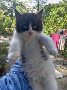 Cat Long hair Male Clearence Low price