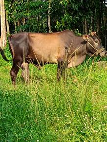 Lembu jate cukup umur