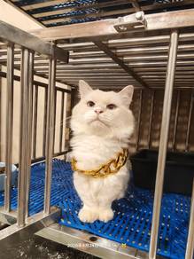 Munchkin Longhair Golden Point Male