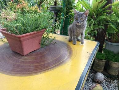 Kucing