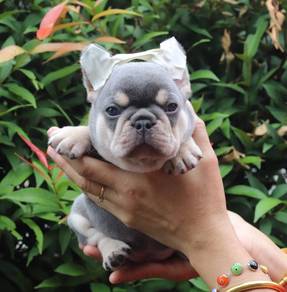 FRENCH BULLDOG PUPPIES🌻VIP03 Lilac Tan Girl