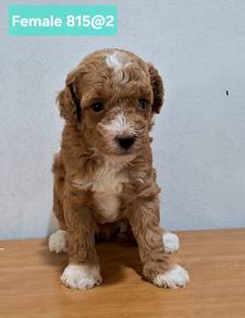 Parti Poodle Puppy 🐩 🐶 