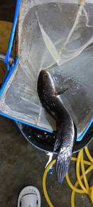 Ikan haruan hidup