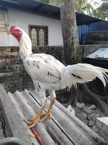 Ayam Baka Baik 
