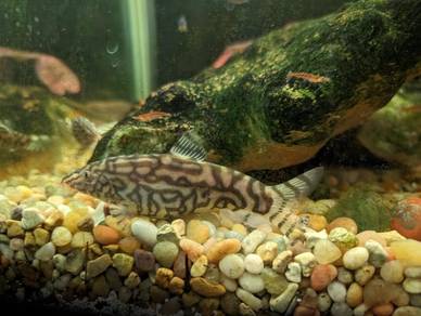 Untuk Dijual – Yoyo Loach