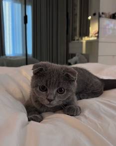 Bsh Scottish Fold