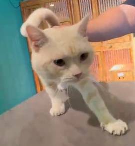 American Shorthair Cream Color (Pure Breed)