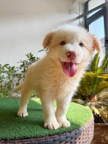 Male Yellow White BorderCollie with Purebreed