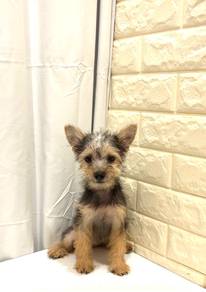 z20 Charming Silkese Puppy