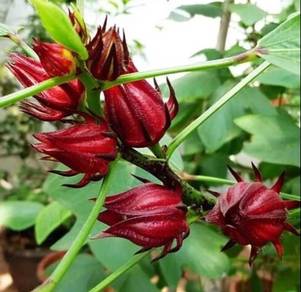 Roselle / Ribena