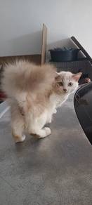Kucing Mix British Shorthair