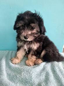 T4198 Kissy-faced Maltipoo teddy bear face puppy D