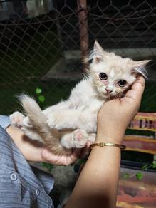Kitten Mix - Munchkin x Persian Mix