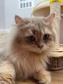British Long Hair Cat for sale