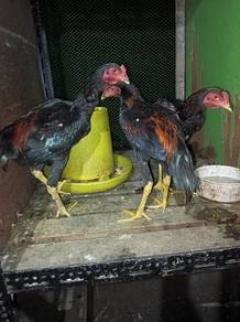 ayam baka jalan