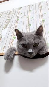 kucing bsh blue