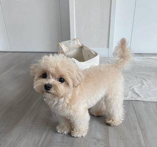 T2678 Baby-faced Maltipoo fills hearts with love p