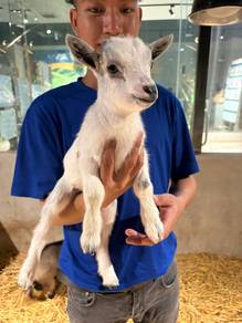 Pygmy Goat