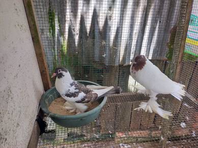 Burung merpati hana pomer