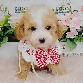Maltipoo (Maltese mix poodle)