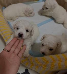 Bichon Frise
