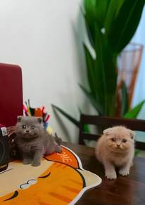 Kitten BSH & Fold