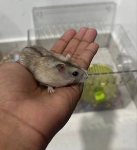 Dwarf Hamster