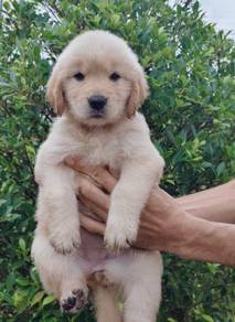 Goldenretriever 